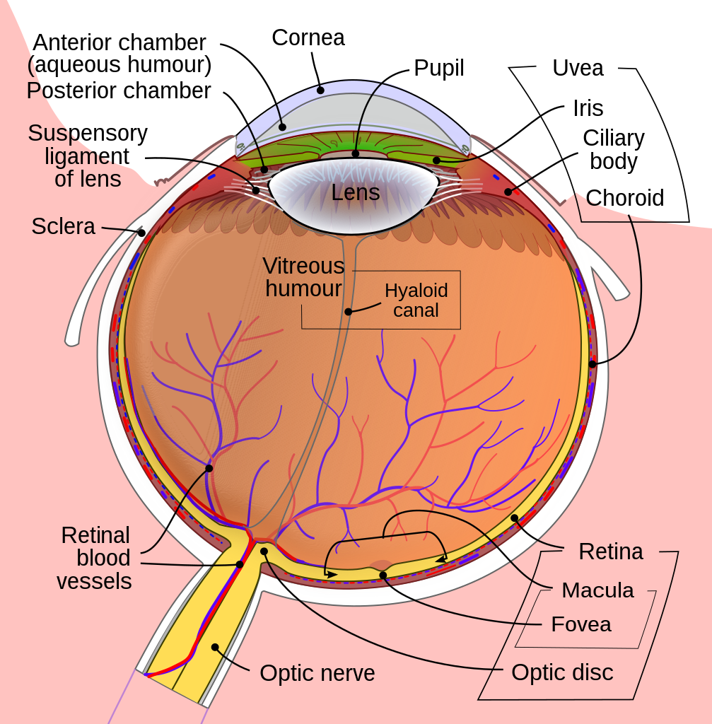 Schematic diagram of the eye
