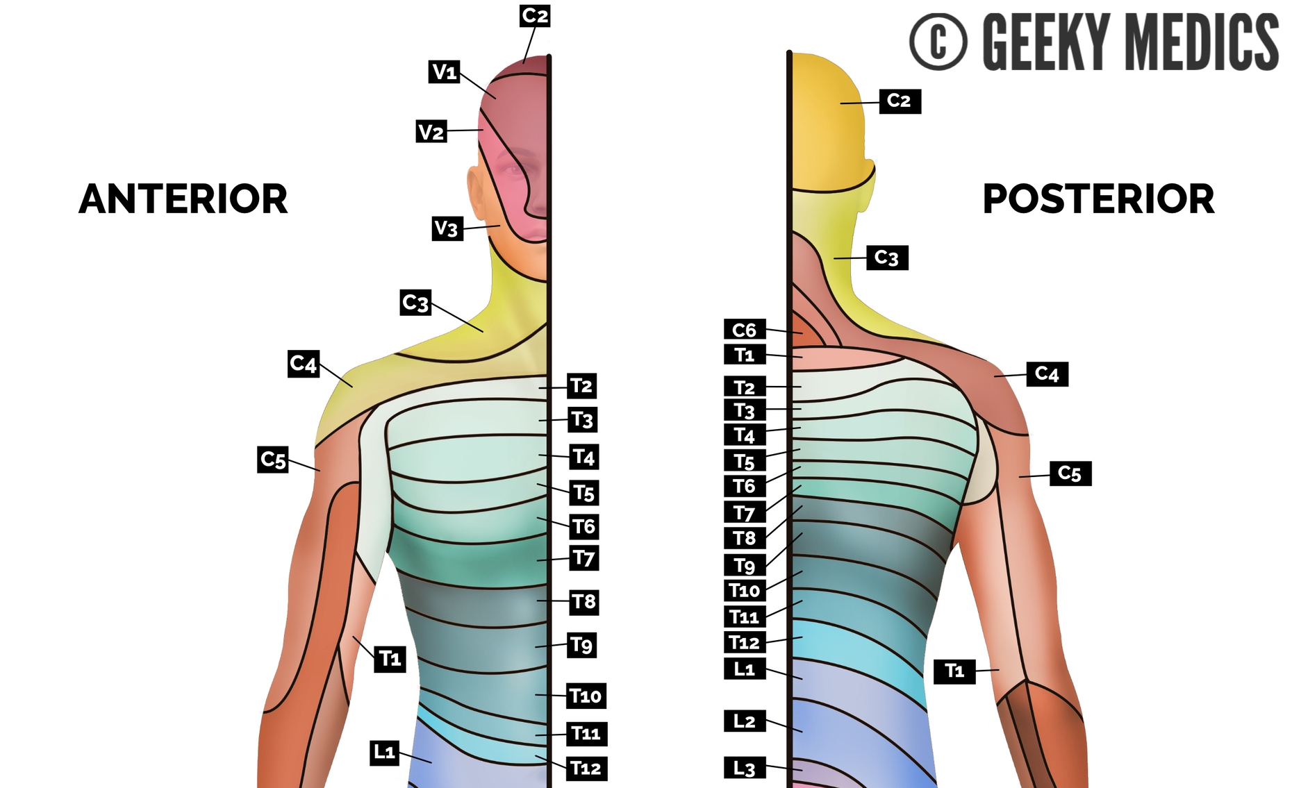 Dermatome map of the thorax