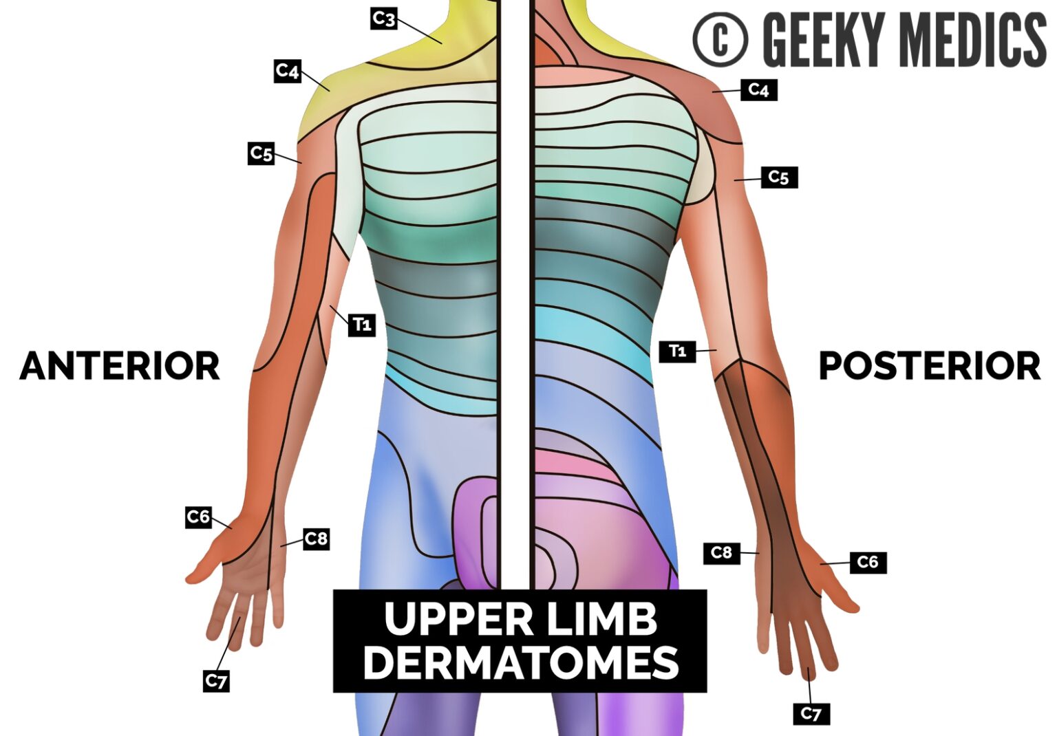Dermatomes and Myotomes | Sensation | Anatomy Geeky Medics