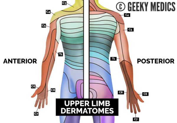 Upper limb dermatome map