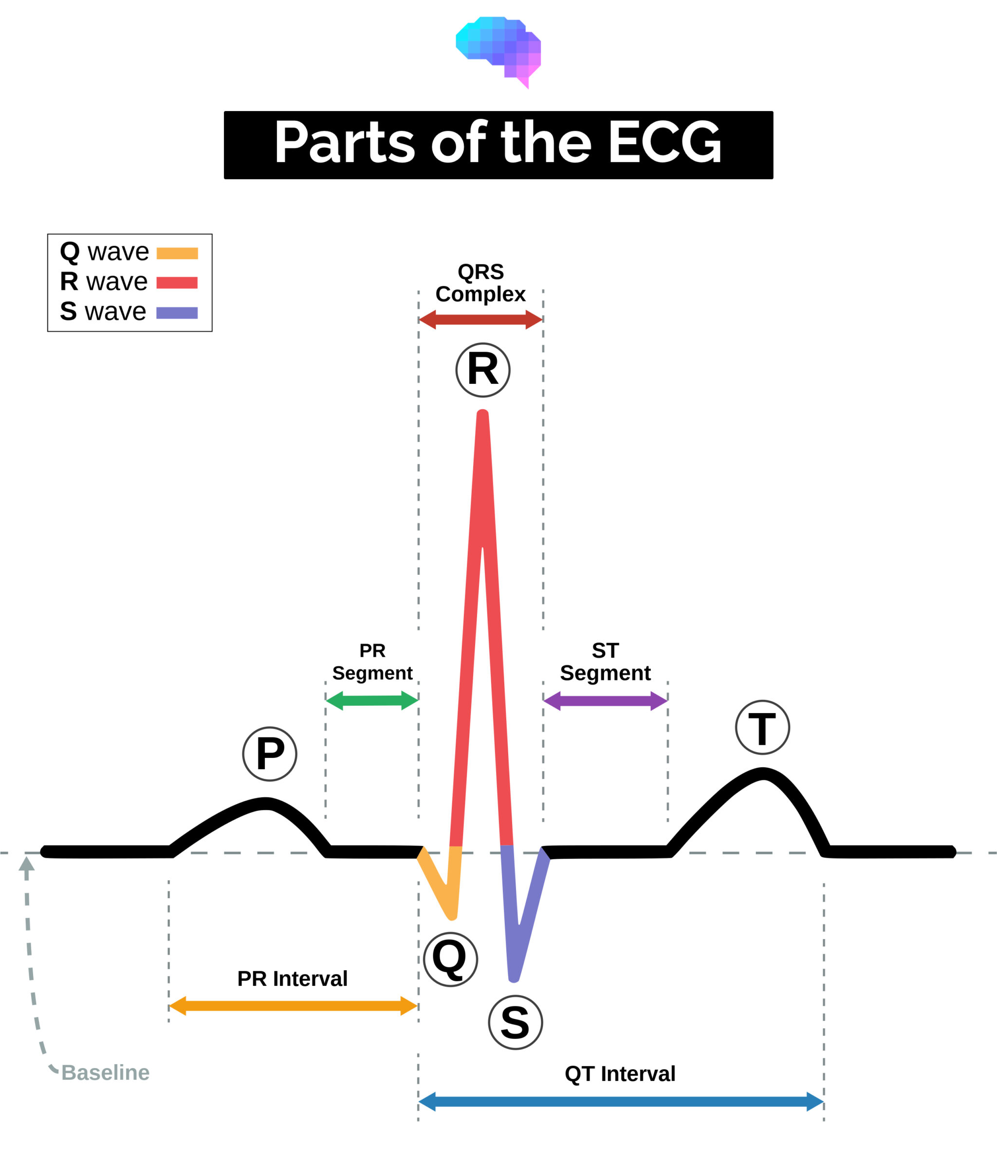 Parts of the ECG