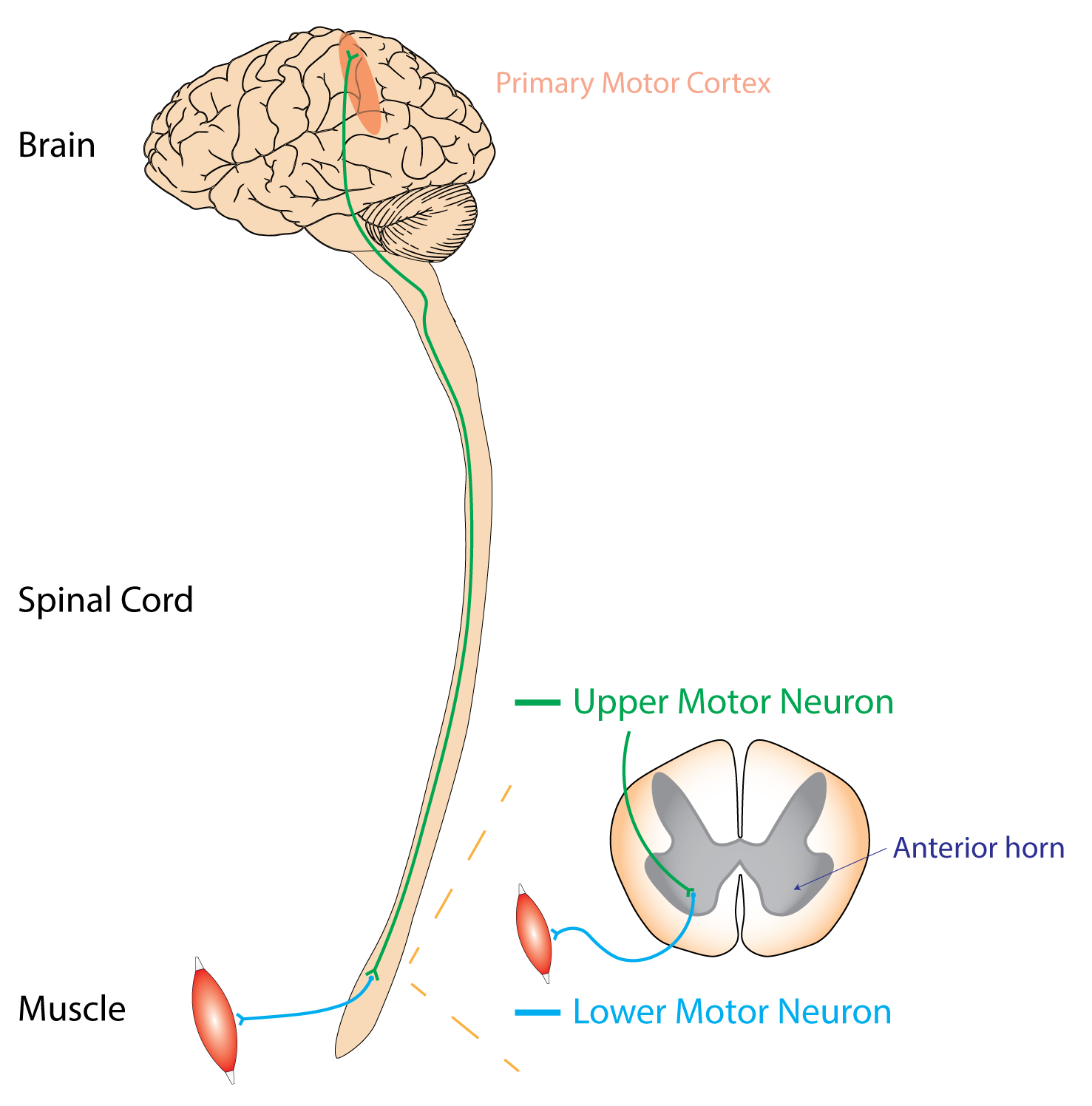 Upper vs lower motor neurones