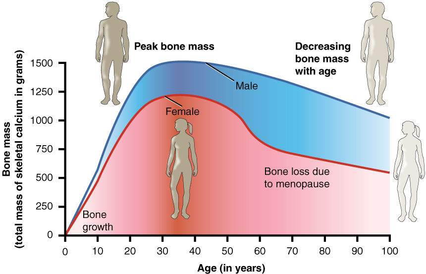 Graph of bone density and age