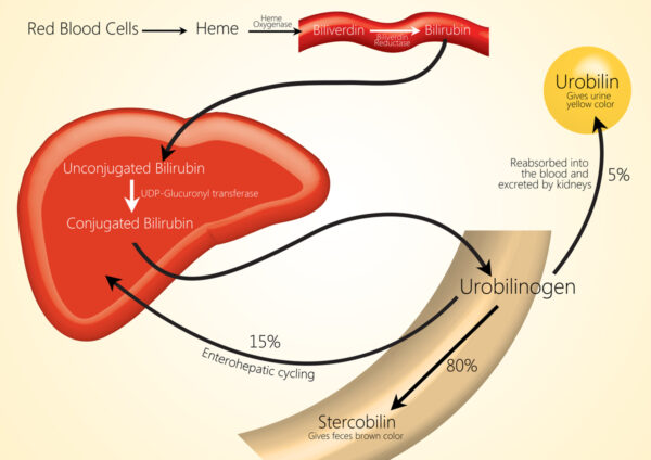An overview of bilirubin metabolism