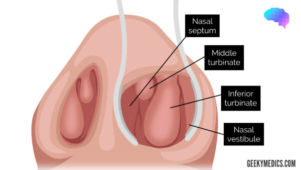 Nasal structures - Thudicum - Turbinates - Septum