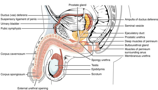 Male reproductive system diagram