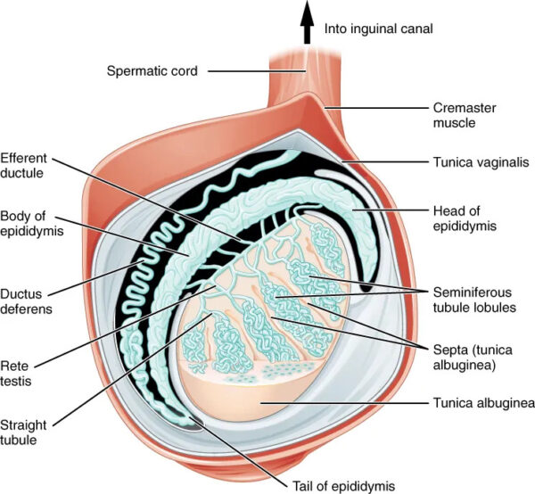 Cross-sectional anatomy of the testicle in longitudinal plane