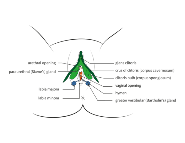 Diagram showing female anatomy and location of Bartholin’s (greater vestibular) glands