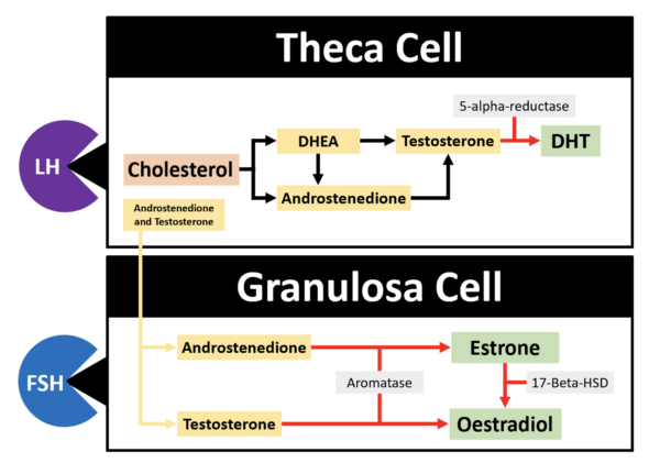 Oestrogen production in Theca and Granulosa cells